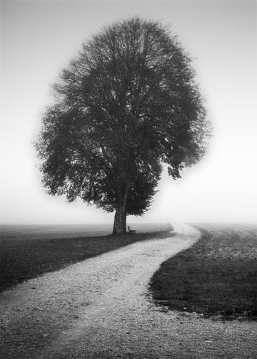 Foggy Path Lone Tree | Poster