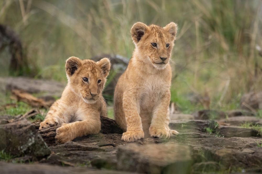 Two Adorable Lion Cubs | Poster