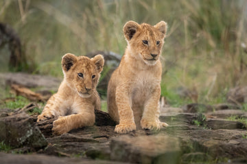 Two Adorable Lion Cubs | Poster