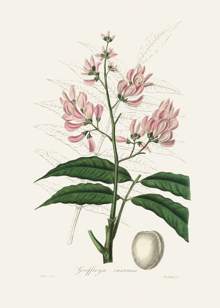 Geoffroya Inermis Medical Botany | Canvas