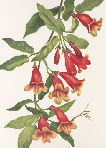 Crossvine From North American Wildflowers (1925) By Mary Vaux Walcott | Poster