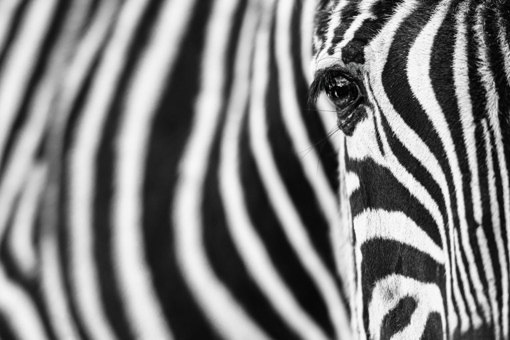 Zebra's Intense Eye | Canvas