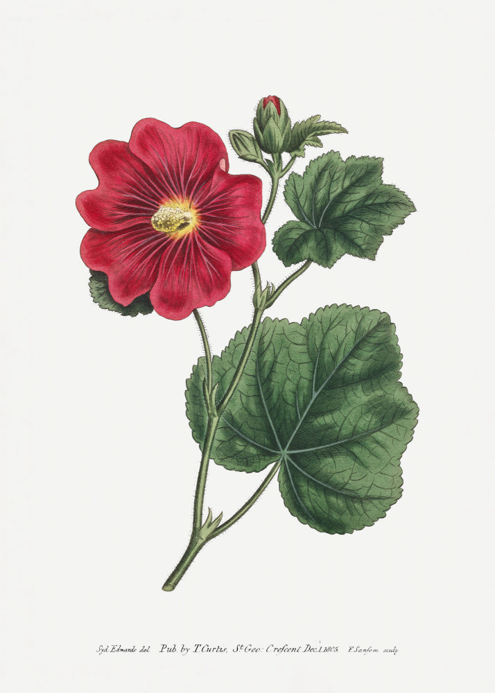Alcea Rosea 1815   Flower Garden Displayed By Francis Sansom | Canvas