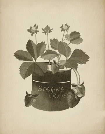 Vintage Strawberry Illustration | Canvas