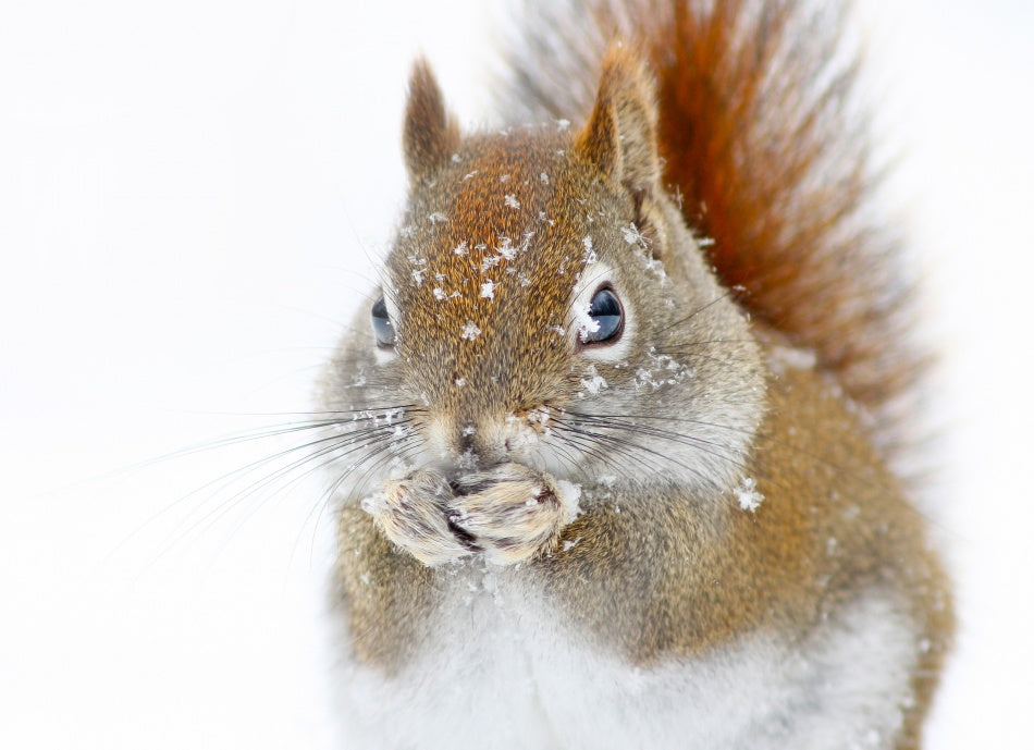Red Squirrel In Snow | Canvas