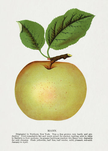 Mann Apple Lithograph | Poster