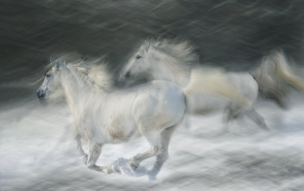 Dreamy White Horses | Poster