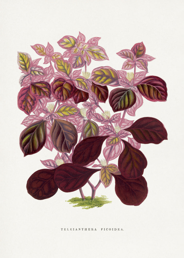 Pink Teleianthera Ficoidea Leaf Illustration | Canvas
