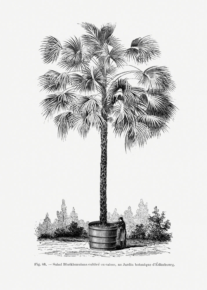 Vintage Palm Tree Drawing X | Poster