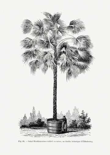 Vintage Palm Tree Drawing X | Poster
