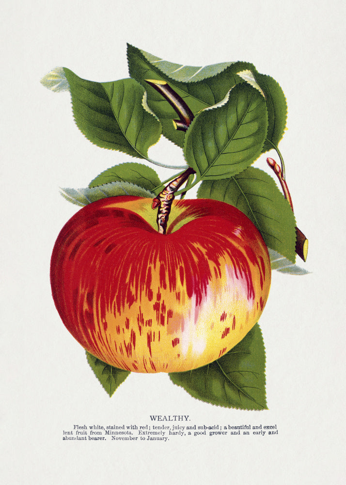 Wealthy Apple Lithograph | Poster