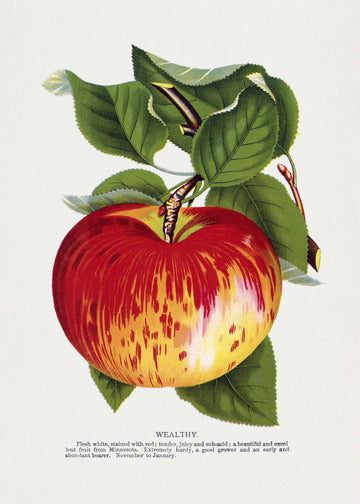 Wealthy Apple Lithograph | Poster