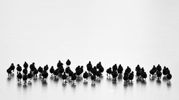 Black Birds On Ice | Poster