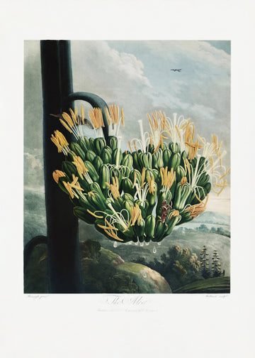 The Aloe from The Temple of Flora (1807) | Canvas