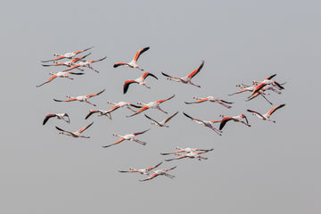 Flamingos In Flight | Poster