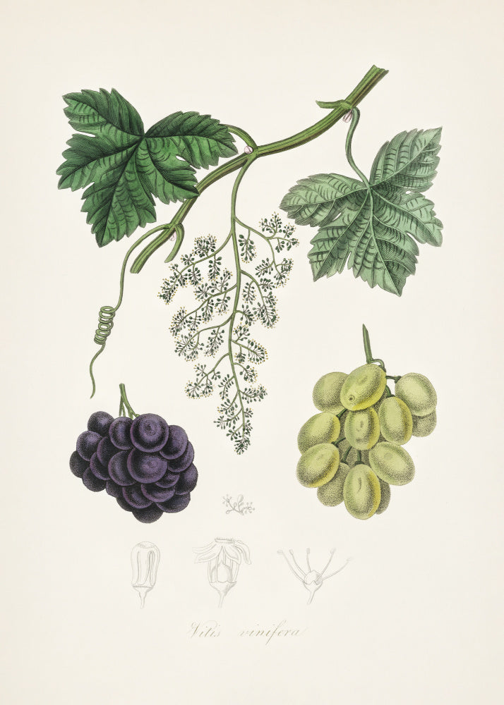 Common Grape Vine (vitis Vinifera) Medical Botany | Poster