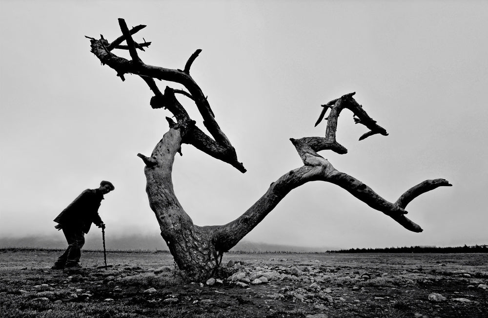 Old Man Lone Tree | Canvas