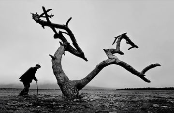 Old Man Lone Tree | Poster