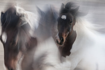 Spirited Horse Motion | Poster