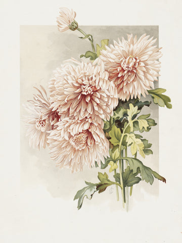 Chrysanthemums | Poster