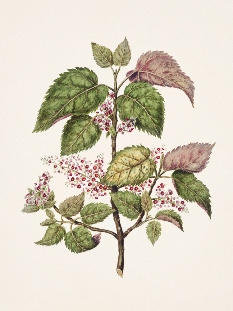 Makomako   Aristotelia Racemosa Drawn By Sarah Featon (1848–1927) | Poster