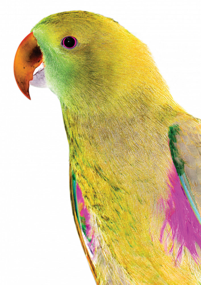 Vibrant Parrot Profile | Poster