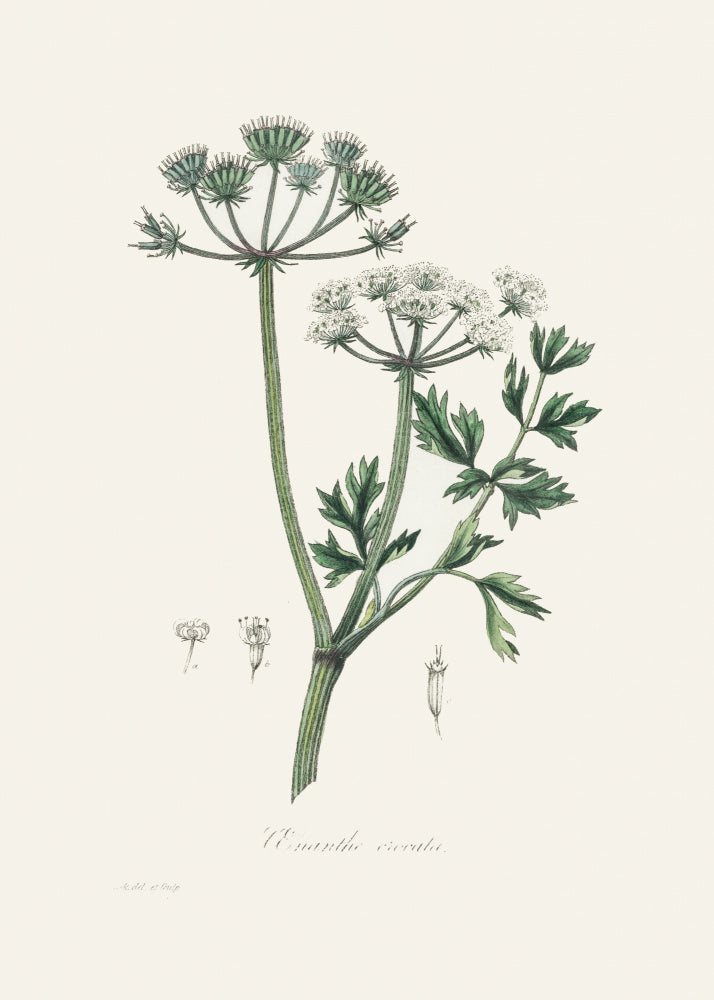 Water Dropwort (onanthe Grocata) Medical Botany | Poster