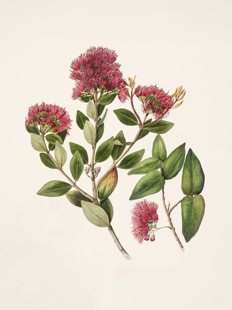 Rata By Sarah Featon (1848–1927) | Canvas