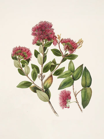 Rata By Sarah Featon (1848–1927) | Poster