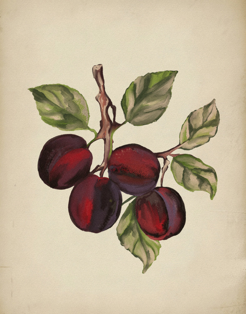 Ripe Plum Branch | Poster