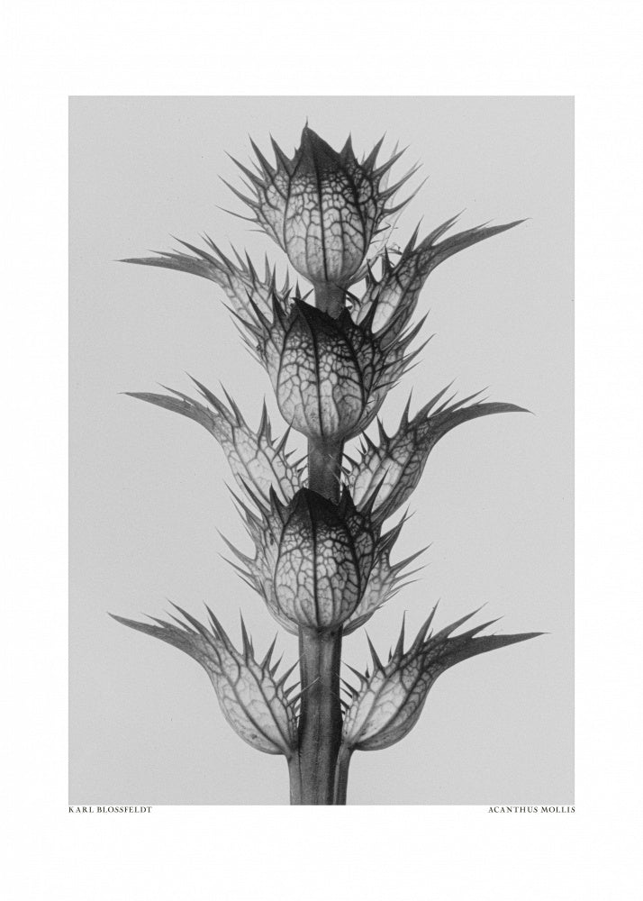 Acanthus mollis | Canvas
