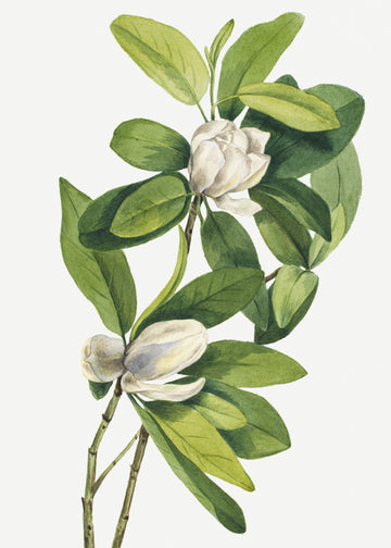 Swamp Magnolia (1918) | Canvas