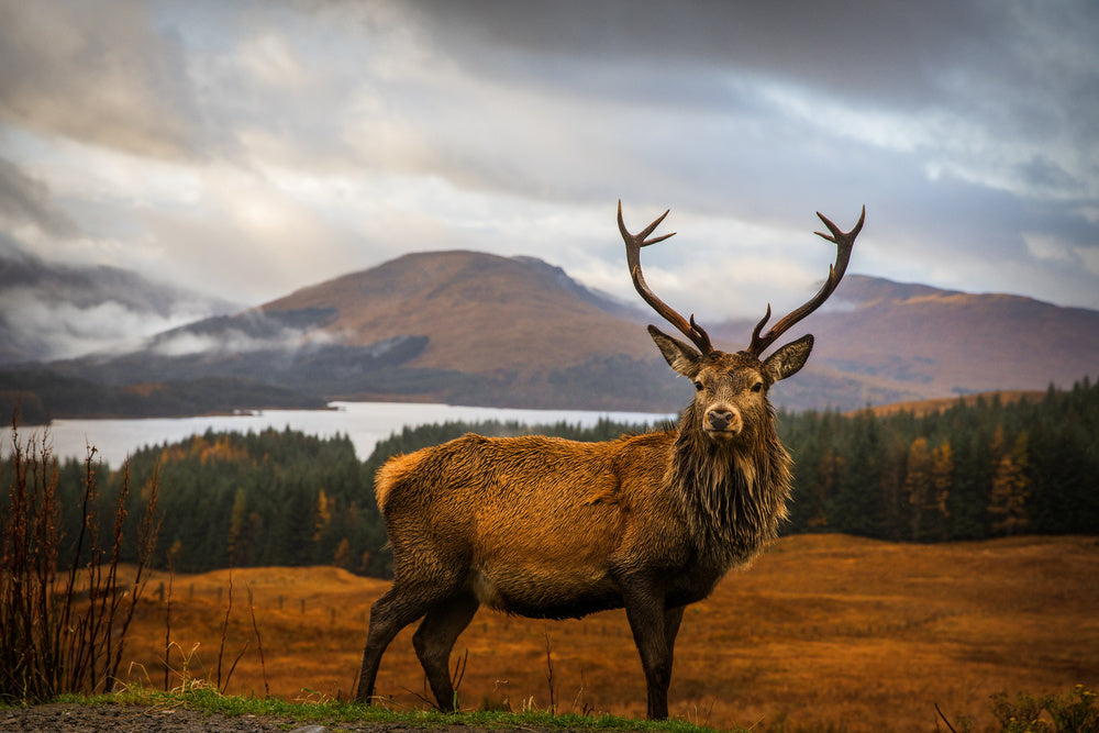Majestic Highland Stag | Poster