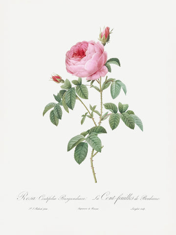 Burgundy Cabbage Rose, Les Roses (1817–1824) | Poster