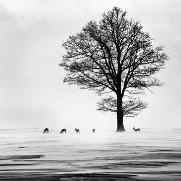 Winter Tree and Deer | Poster