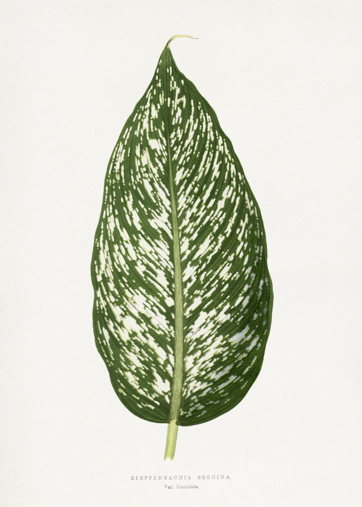 Dieffenbachia Seguina Leaf Illustration | Canvas
