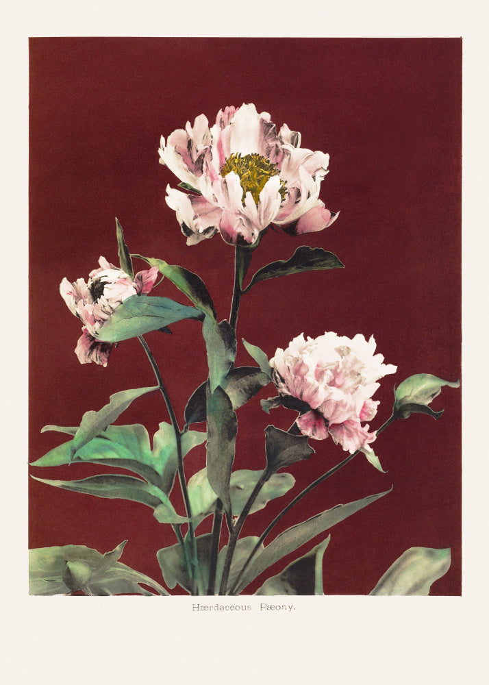 Hærdaceous Peony no2 | Poster