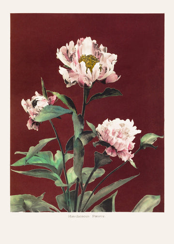 Hærdaceous Peony no2 | Poster