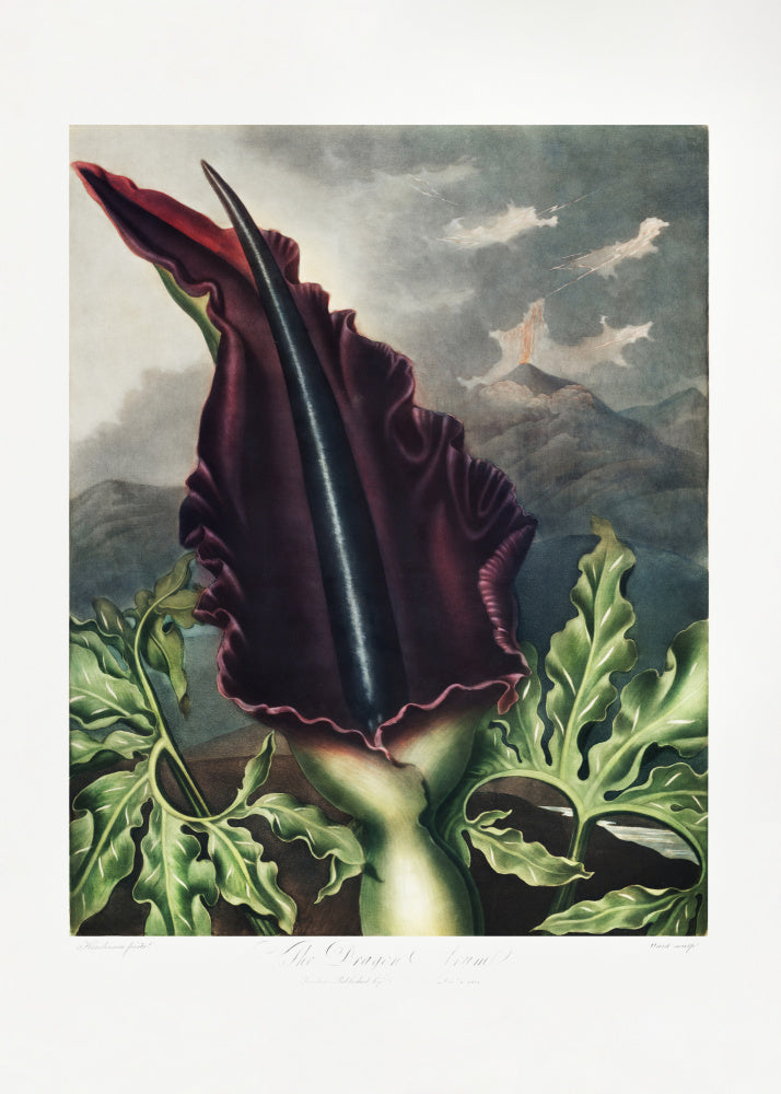 The Dragon Arum from The Temple of Flora (1807) | Canvas