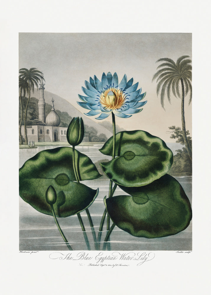 The Blue Egyptian Water-Lily from The Temple of Flora (1807) | Poster