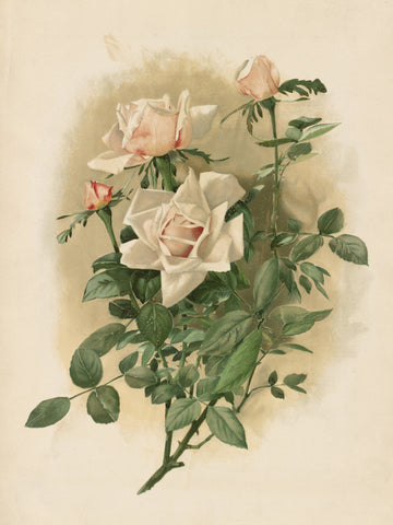 Duchesse De Vallombrosa Roses | Canvas