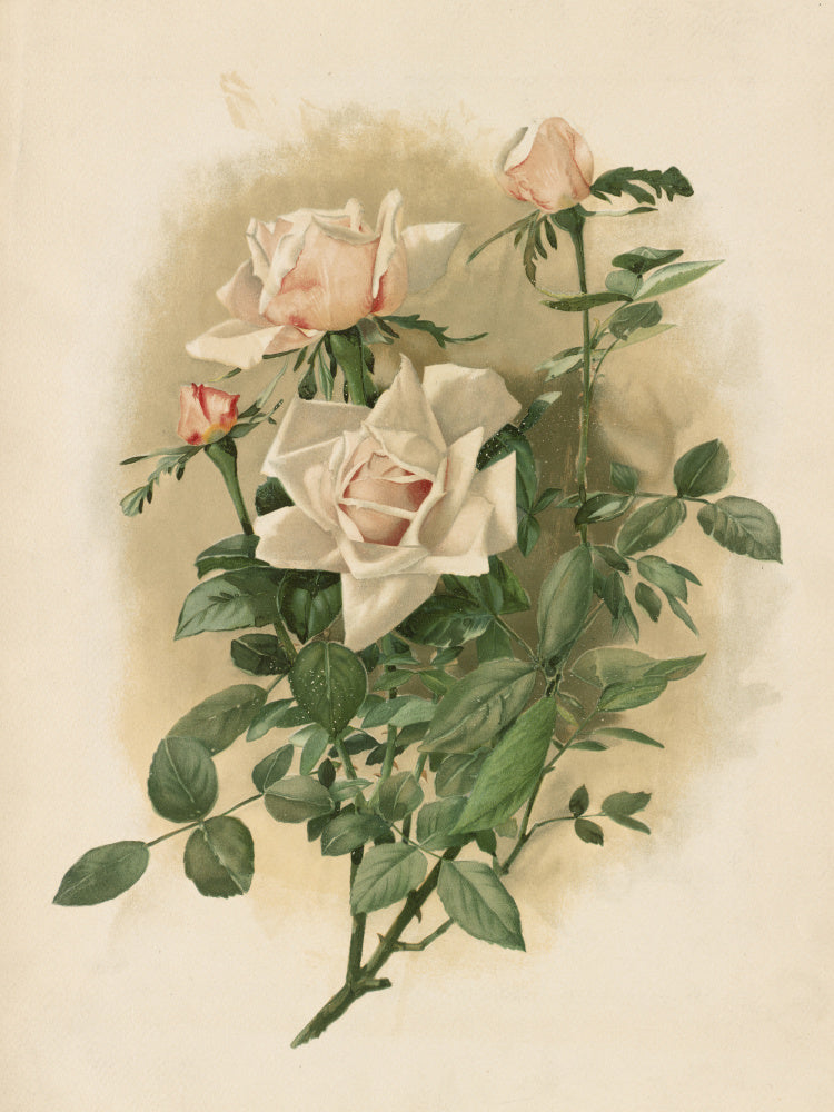 Duchesse De Vallombrosa Roses | Poster