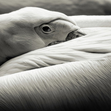 Calm Pelican Close-up | Canvas