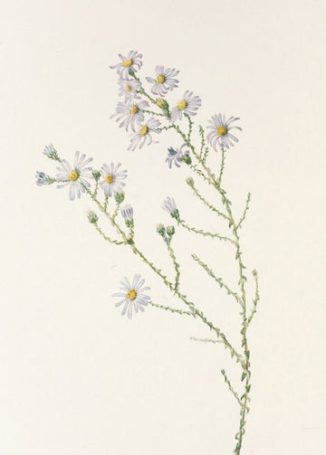 Pineland Aster From North American Wildflowers (1925) By Mary Vaux Walcott. | Canvas
