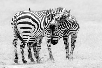Wild Zebras Bonding | Canvas