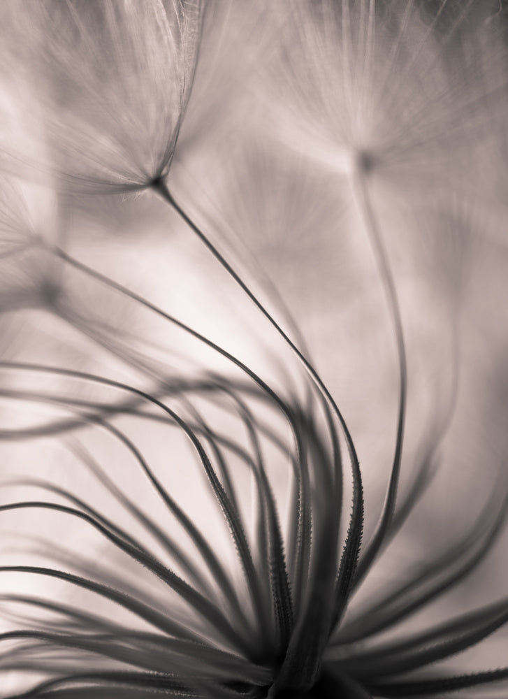 Delicate Dandelion Seeds | Canvas