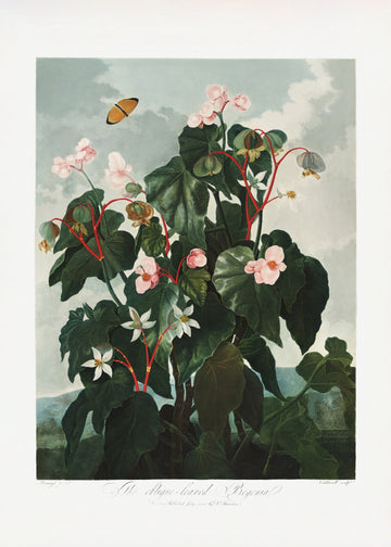 The Oblique–Leaved Begonia from The Temple of Flora (1807) | Canvas