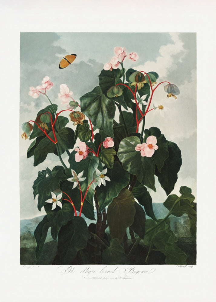 The Oblique–Leaved Begonia from The Temple of Flora (1807) | Poster