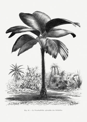 Vintage Palm Tree Drawing Iii | Poster