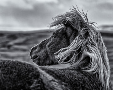 Wild Horse Mane | Canvas